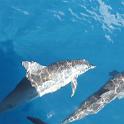 16 Spinner Dolphins